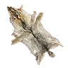 Skin coyote