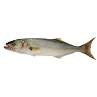 Smallbluefish