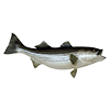 Stripedbass