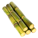 Sugarcane