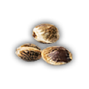 Sweetpotato seed