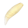 Tooth cougar