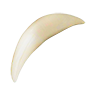 Tooth coyote