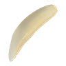 Tooth wolf