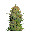 Weed ak47 bud