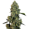 Weed og kush bud