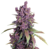 Weed purple haze bud