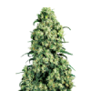 Weed skunk bud