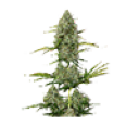 Weed untrimmed