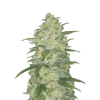 Weed white widow bud