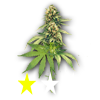Weedbud 1