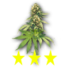 Weedbud 3