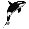 Whale